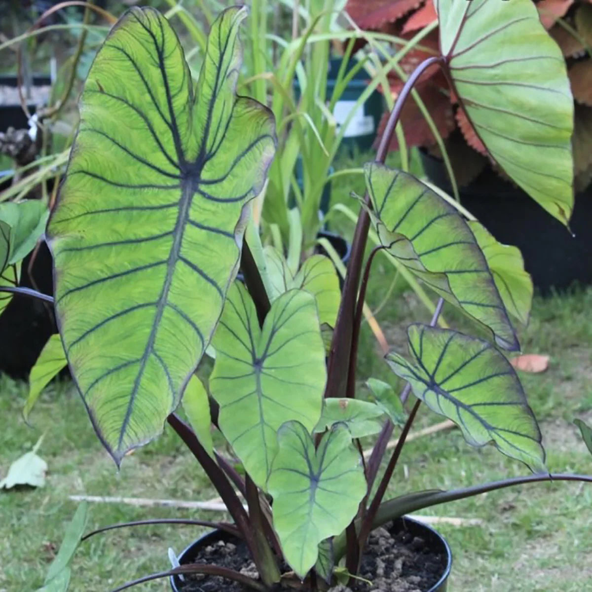 Elephant Ear, 'Blue Hawaii' | Colocasia Esculenta 'Blue Hawaii'