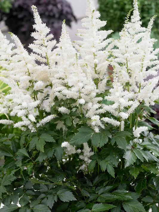 Astilbe, 'Bridal Veil' | Astilbe x arendsii 'Bridal Veil'