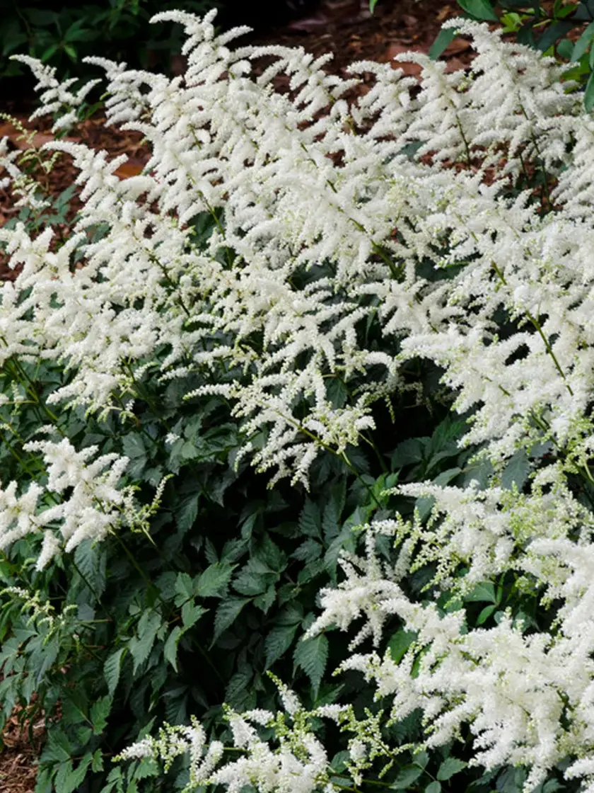 Astilbe, 'Bridal Veil' | Astilbe x arendsii 'Bridal Veil'