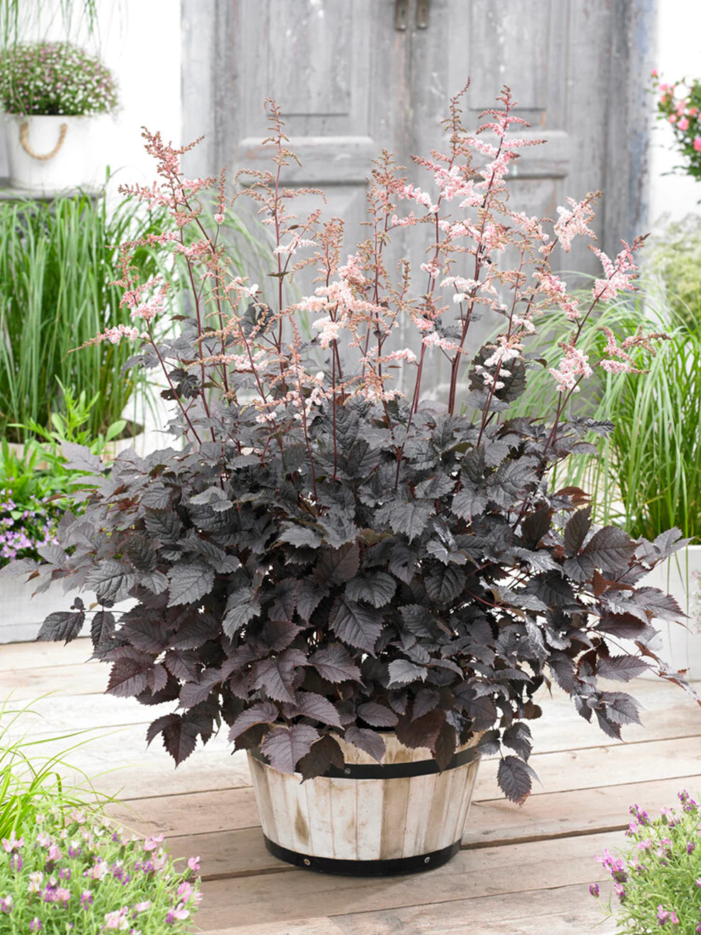 Astilbe, 'Chocolate Shogun' | Astilbe thunbergii 'Chocolate Shogun' PP26430
