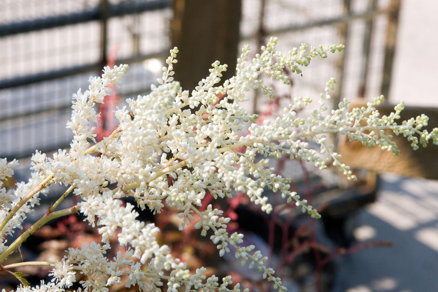 Astilbe, 'Bridal Veil' | Astilbe x arendsii 'Bridal Veil'