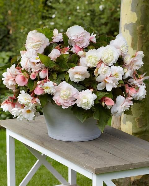Begonia, Fragrant 'Angelique' - 3/6-pack | Begonia Odorata 'Angelique'