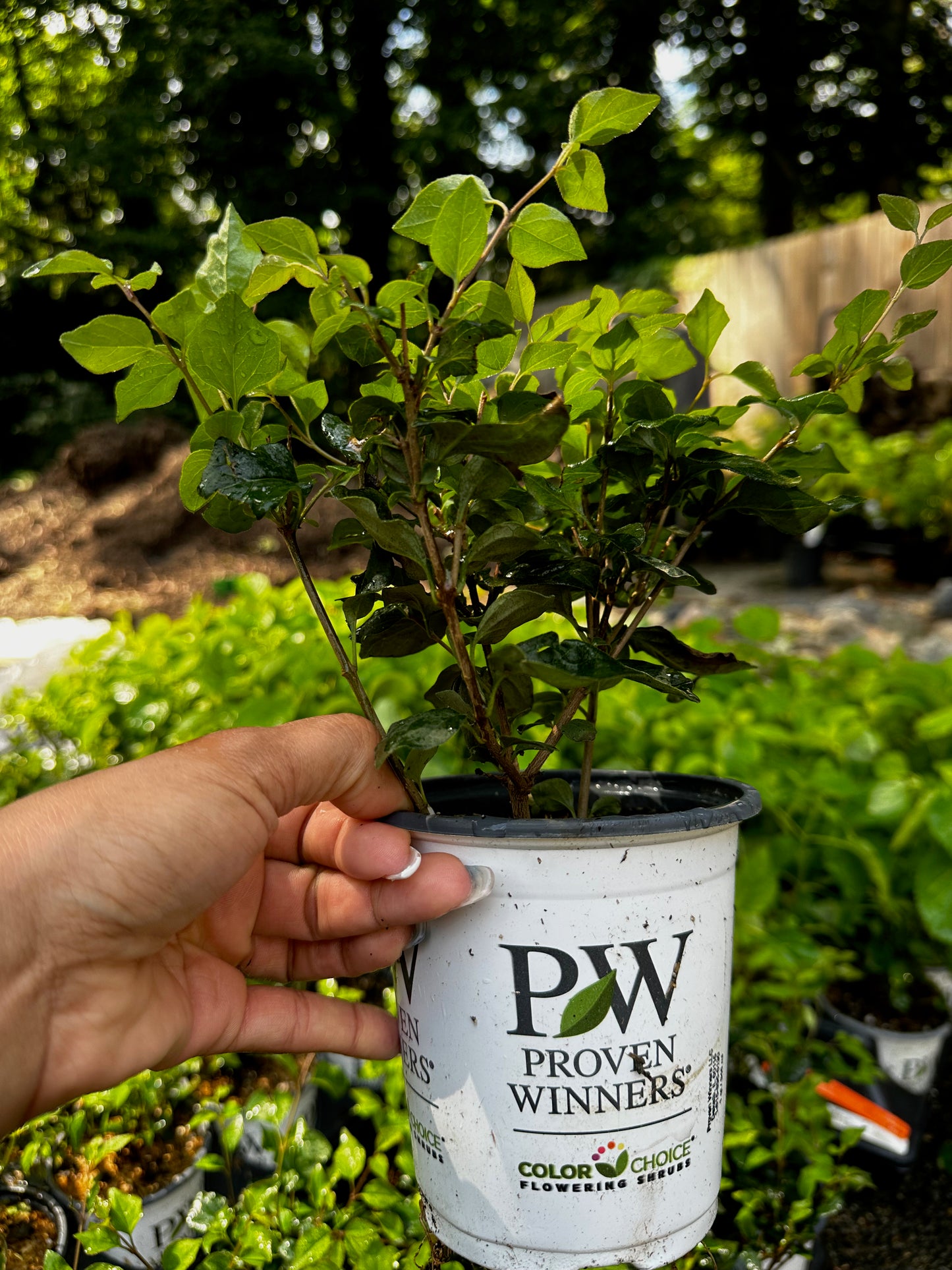 Proven Winners BLOOMERANG® Dark Purple Lilac - Reblooming | Syringa 'SMSJBP7'