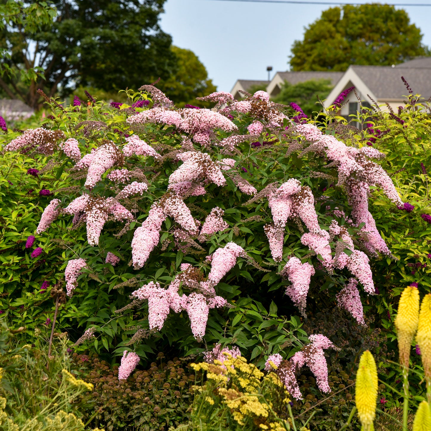Credit: Walters Gardens Inc