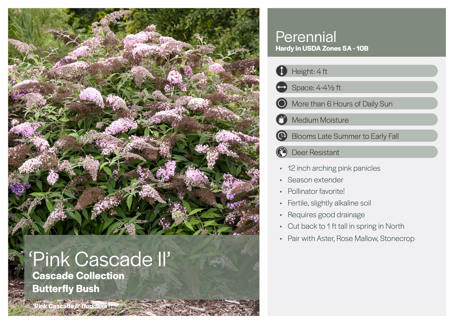 Butterfly Bush, 'Pink Cascade II' | Buddleia 'Pink Cascade II' PP35438