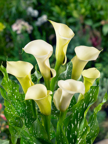 Calla Lily 'Black-Eyed Beauty' - 3/6-pack | Zantedeschia 'Black Eyed Beauty'