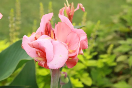 Canna, Tall 'Salmon Beauty' | Canna x generalis 'Salmon Beauty'