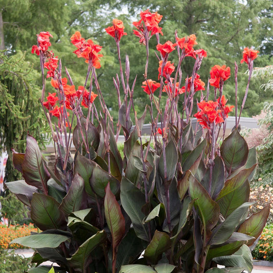 Credit: Dutch Bulbs