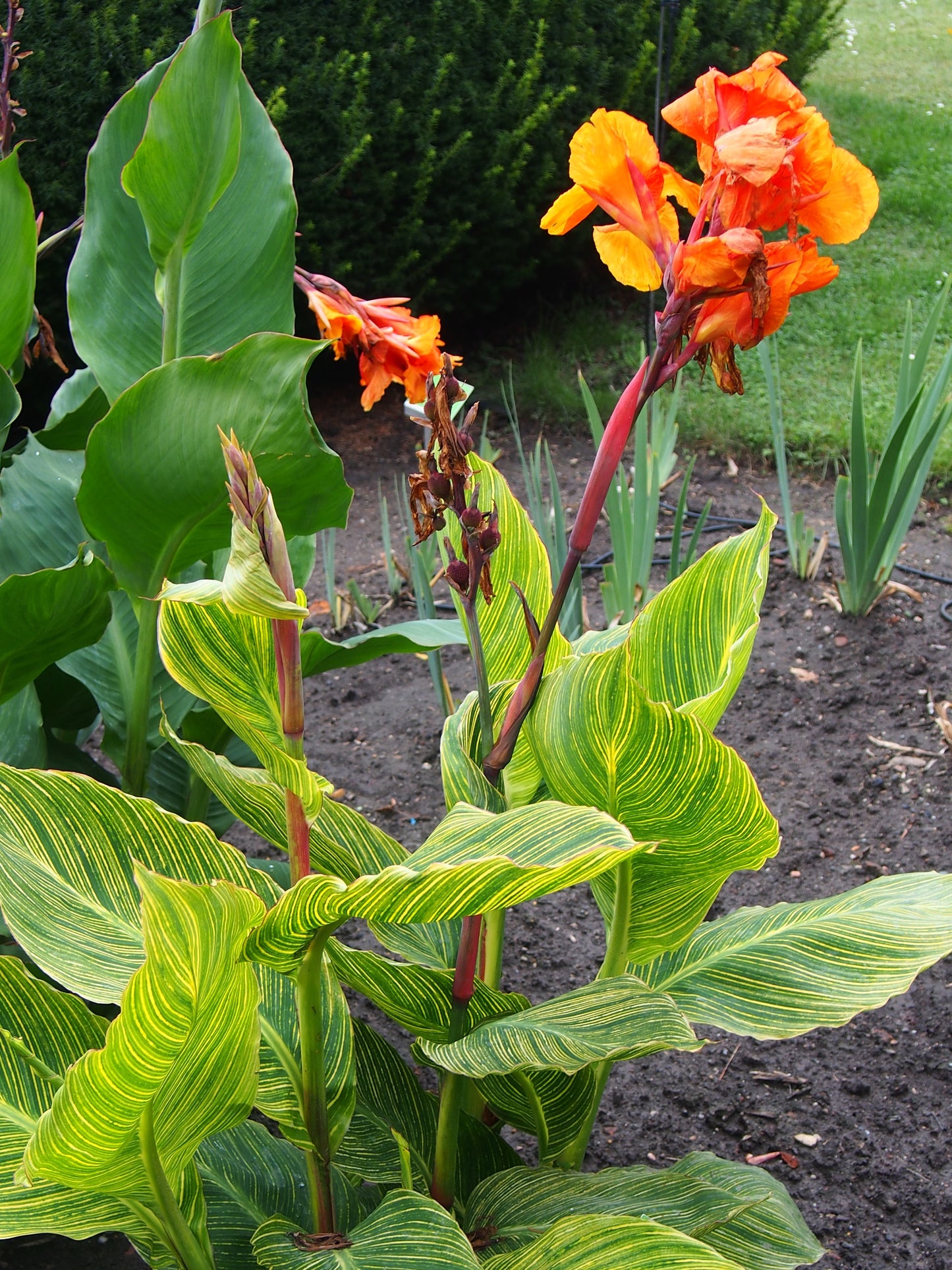 Canna, Tall 'Pretoria' | Canna americanallis var. variegata 'Pretoria'