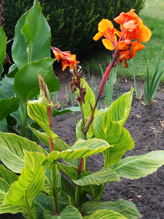 Canna, Tall 'Pretoria' | Canna americanallis var. variegata 'Pretoria'