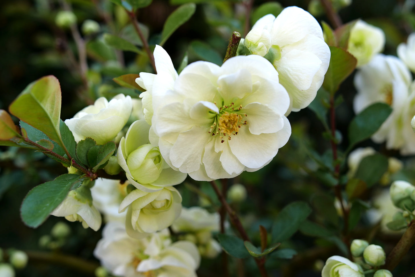 Proven Winners Quince Double Take Eternal White | Chaenomeles speciosa 'SMNCSDW'