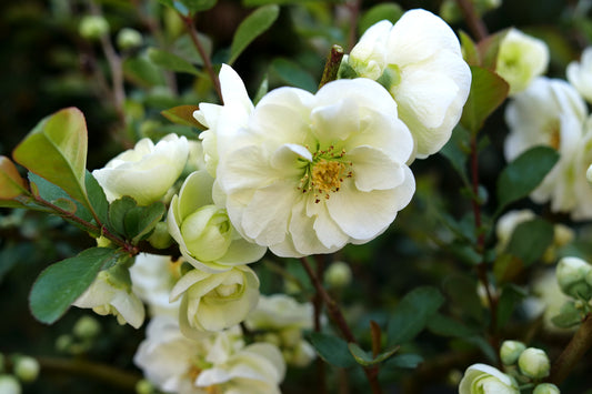 Proven Winners Quince Double Take Eternal White | Chaenomeles speciosa 'SMNCSDW'