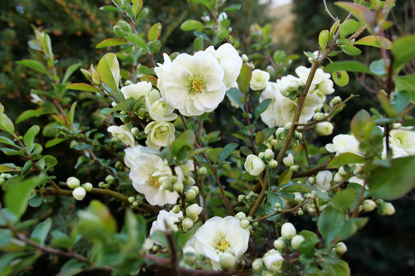Proven Winners Quince Double Take Eternal White | Chaenomeles speciosa 'SMNCSDW'