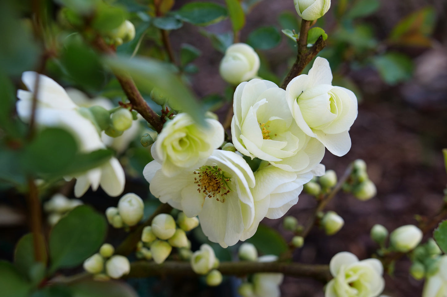 Proven Winners Quince Double Take Eternal White | Chaenomeles speciosa 'SMNCSDW'