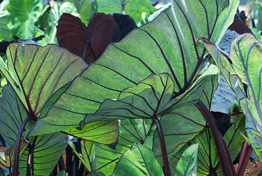 Elephant Ear, 'Blue Hawaii' | Colocasia Esculenta 'Blue Hawaii'