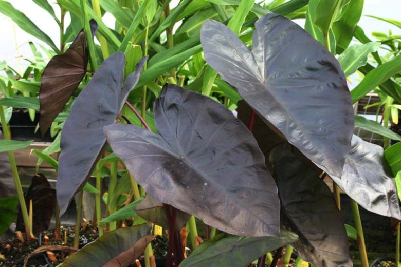 Elephant Ear, Diamond Head | Colocasia esculenta 'Diamond Head'