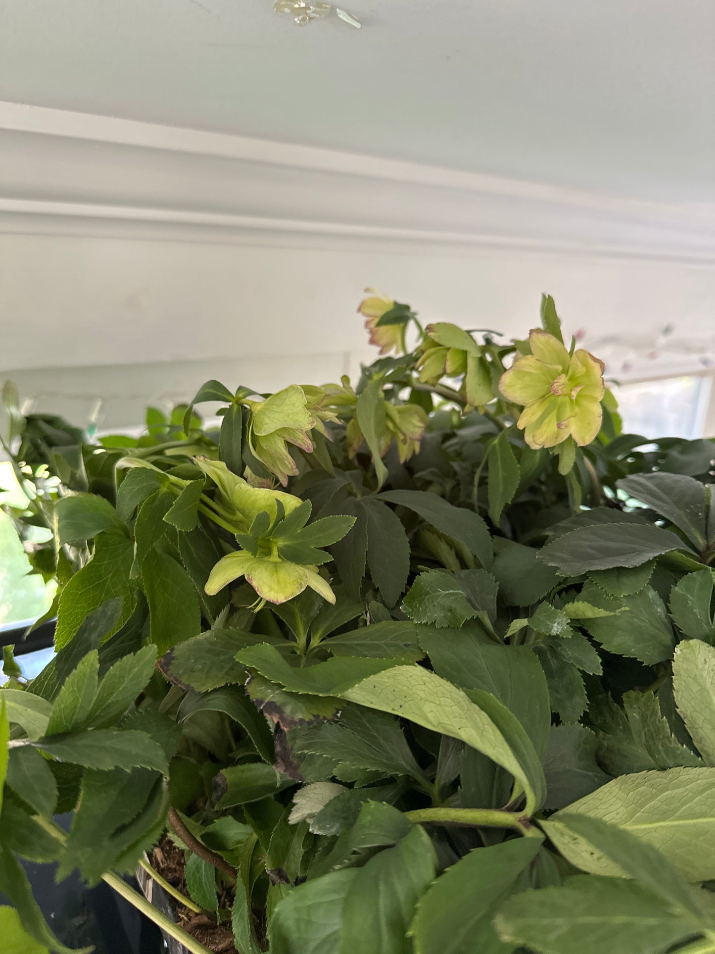 Lenten Rose, WEDDING PARTY® Series 'First Dance' | Helleborus 'First Dance'