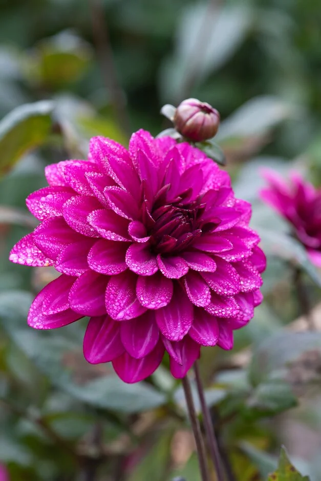 Dahlia, Decorative 'Purple Flame' | Decorative Dahlia