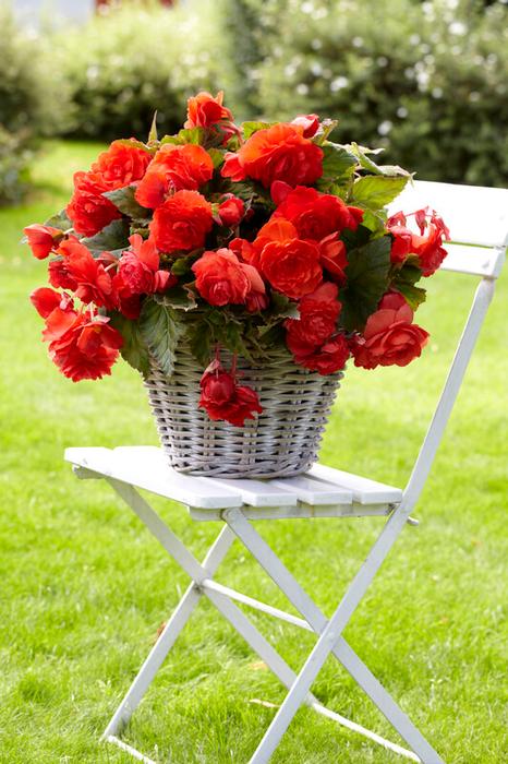 Begonia, 'Red Glory' - 3/6/10-pack| Begonia Odorata 'Red Glory'