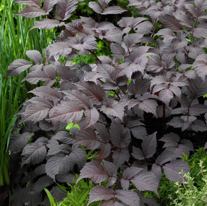 Astilbe, 'Chocolate Shogun' | Astilbe thunbergii 'Chocolate Shogun' PP26430