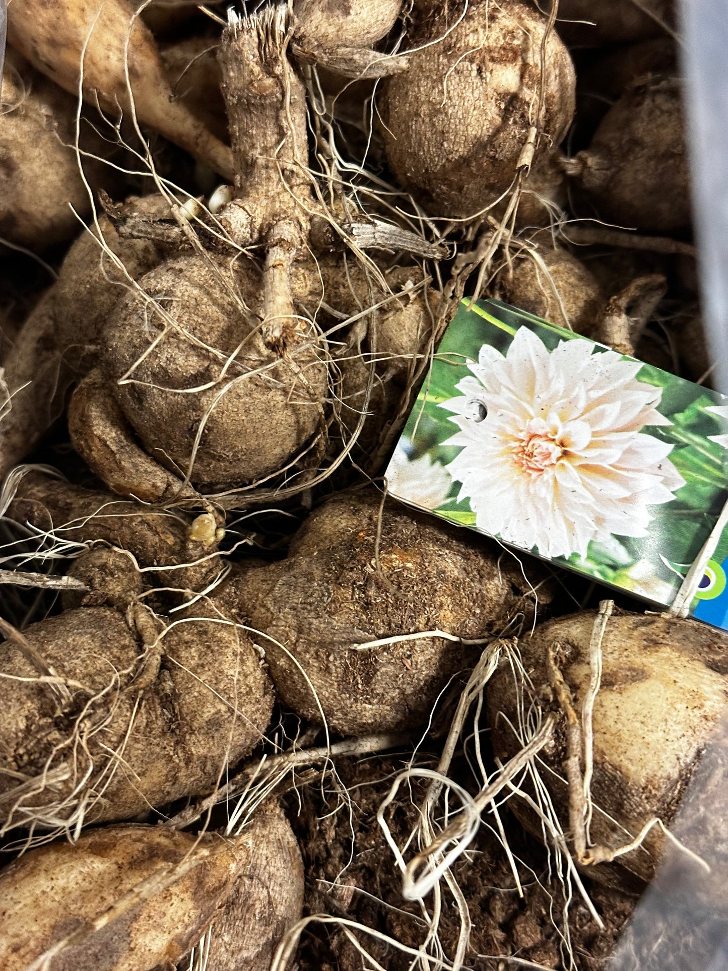 Dahlia, Dinnerplate 'Cafe au Lait' | Dinnerplate Dahlia