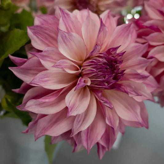 Credit: K Van Bourgondien