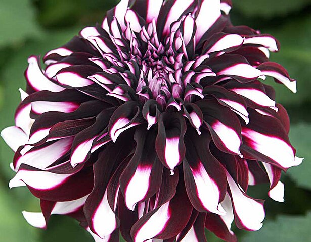 Dahlia, Dinnerplate 'Tartan' | Dinnerplate Dahlia