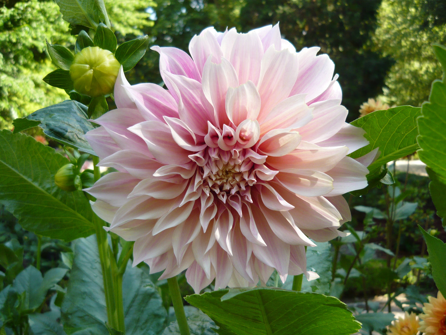 Dahlia, Dinnerplate 'Cafe au Lait' | Dinnerplate Dahlia
