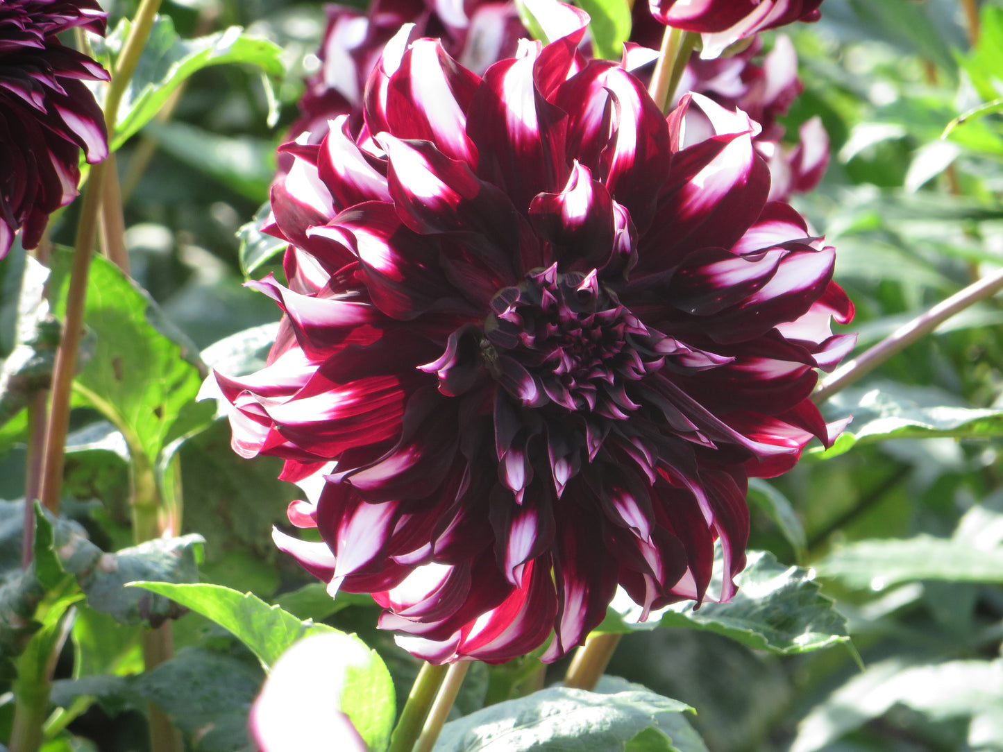 Dahlia, Dinnerplate 'Tartan' | Dinnerplate Dahlia