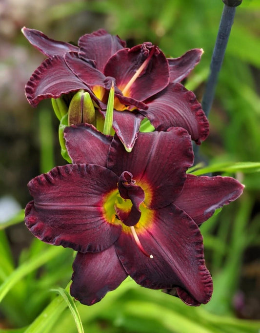 Daylily 'Bogeyman' | Hemerocallis 'Bogeyman'