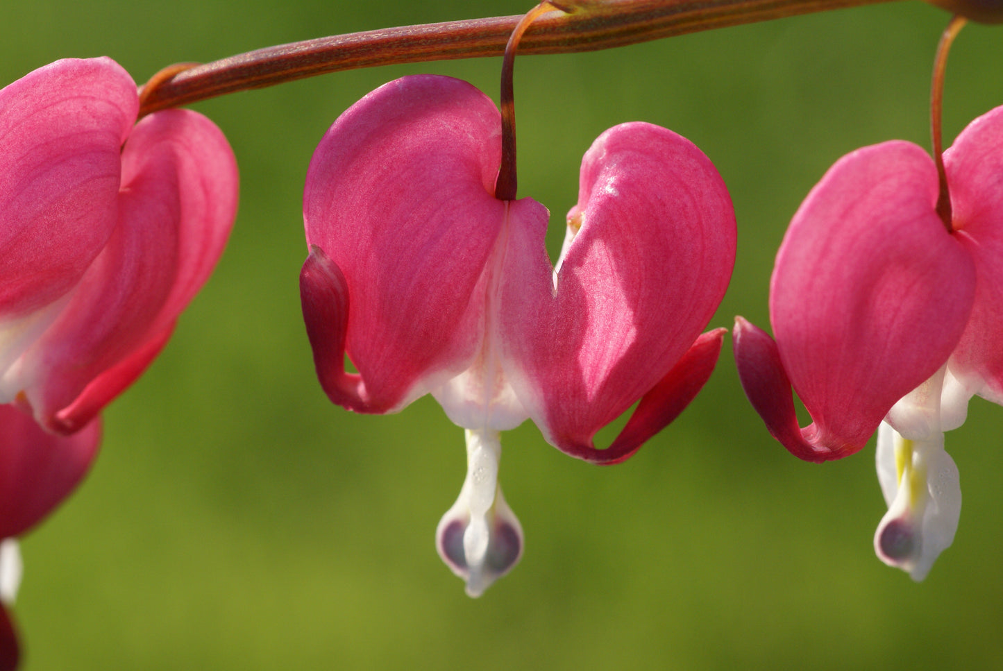 Bleeding Heart | Dicentra Spectabilis