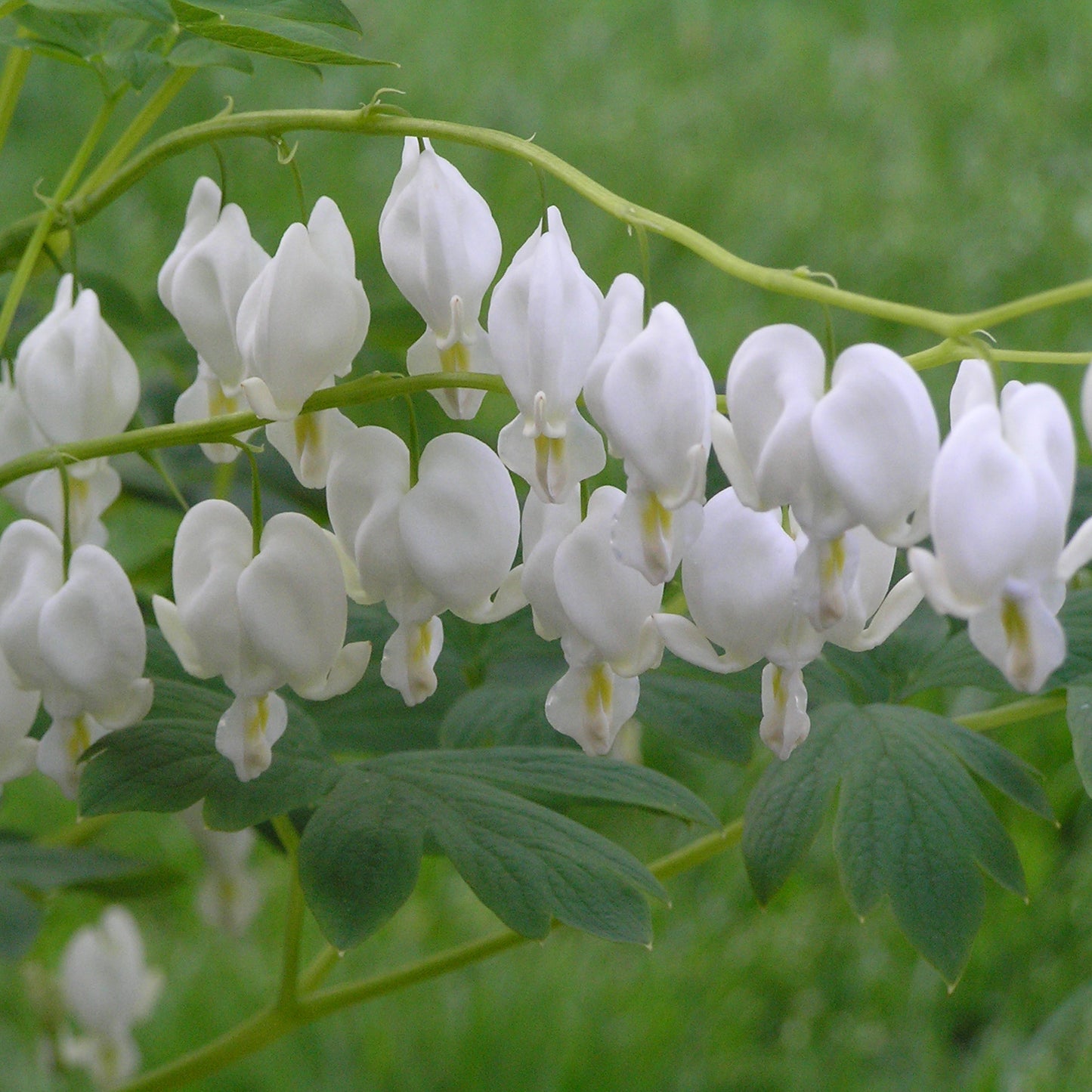 Bleeding Heart, 'Alba' | Dicentra spectabilis 'Alba'