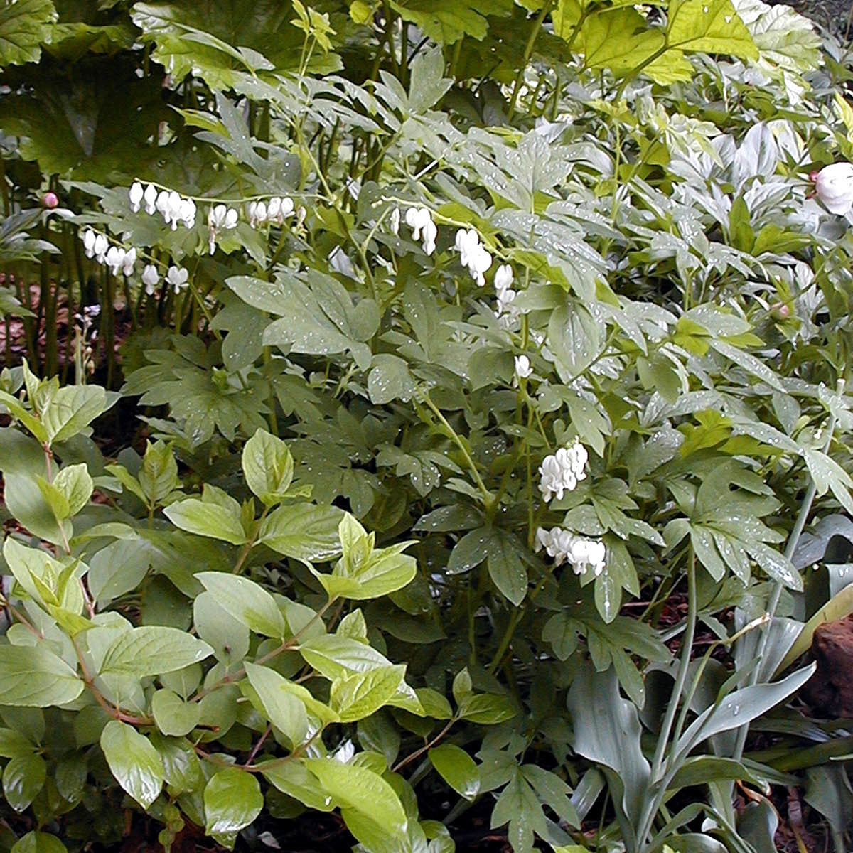 Bleeding Heart, 'Alba' | Dicentra spectabilis 'Alba'