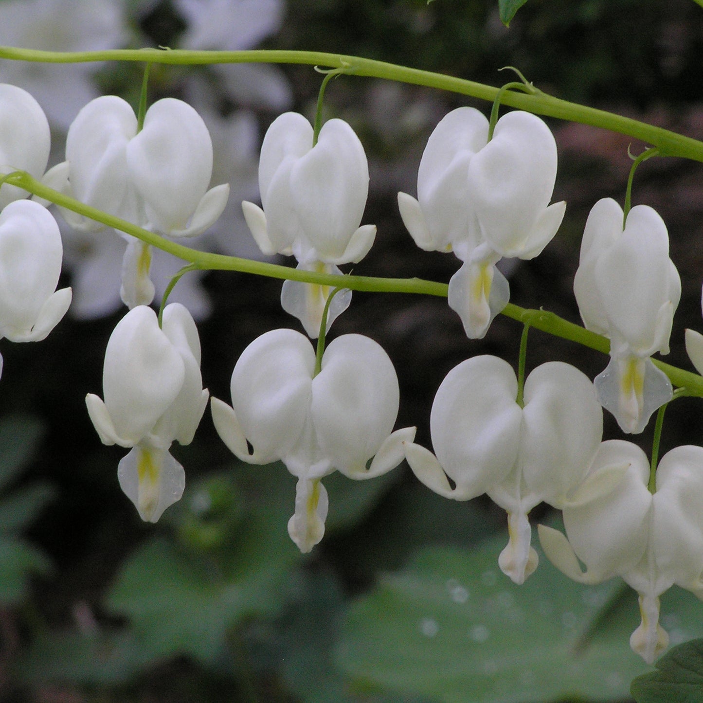 Bleeding Heart, 'Alba' | Dicentra spectabilis 'Alba'