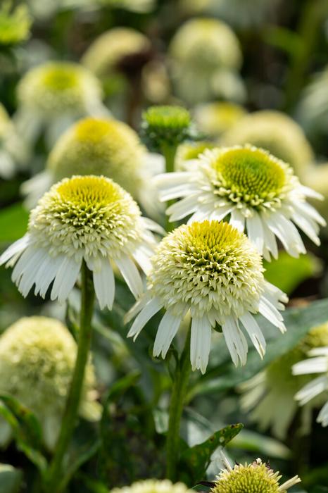 Coneflower 'Delicious Nougat' | Echinacea 'Delicious Nougat' (PP32,451 'Noecthree')