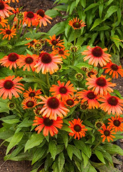 Credit: Zahradnictvi Weiss