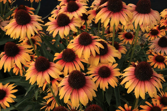 Credit: Hortech, Inc