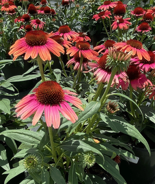 Credit: BambooPlants.ca