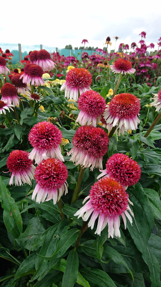 Credit: Walter Blom Plants B.V.