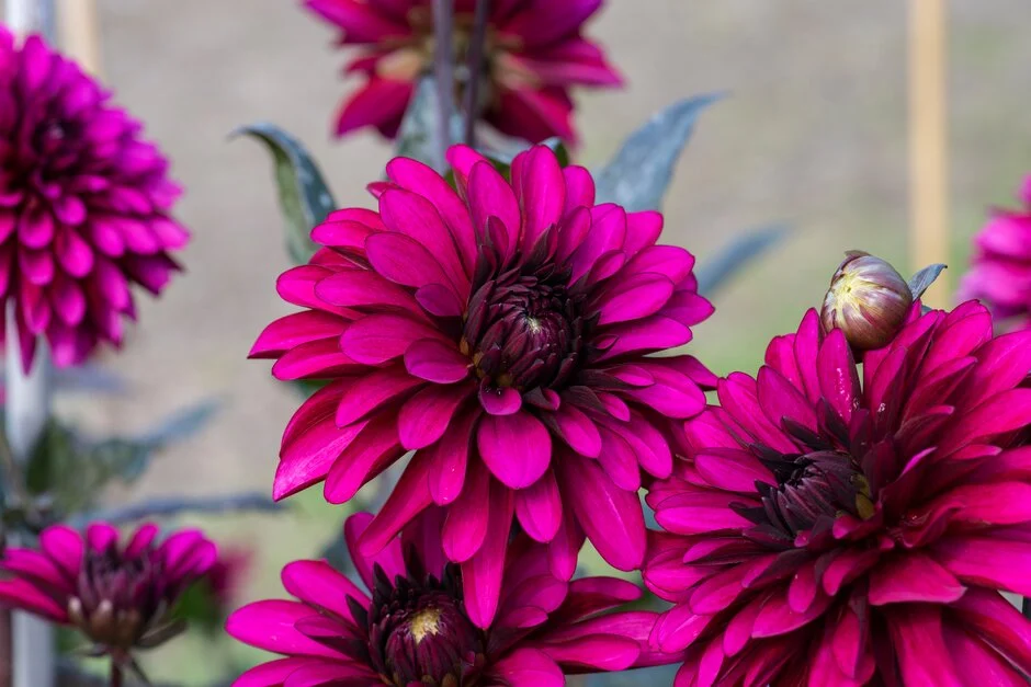 Dahlia, Decorative 'Purple Flame' | Decorative Dahlia