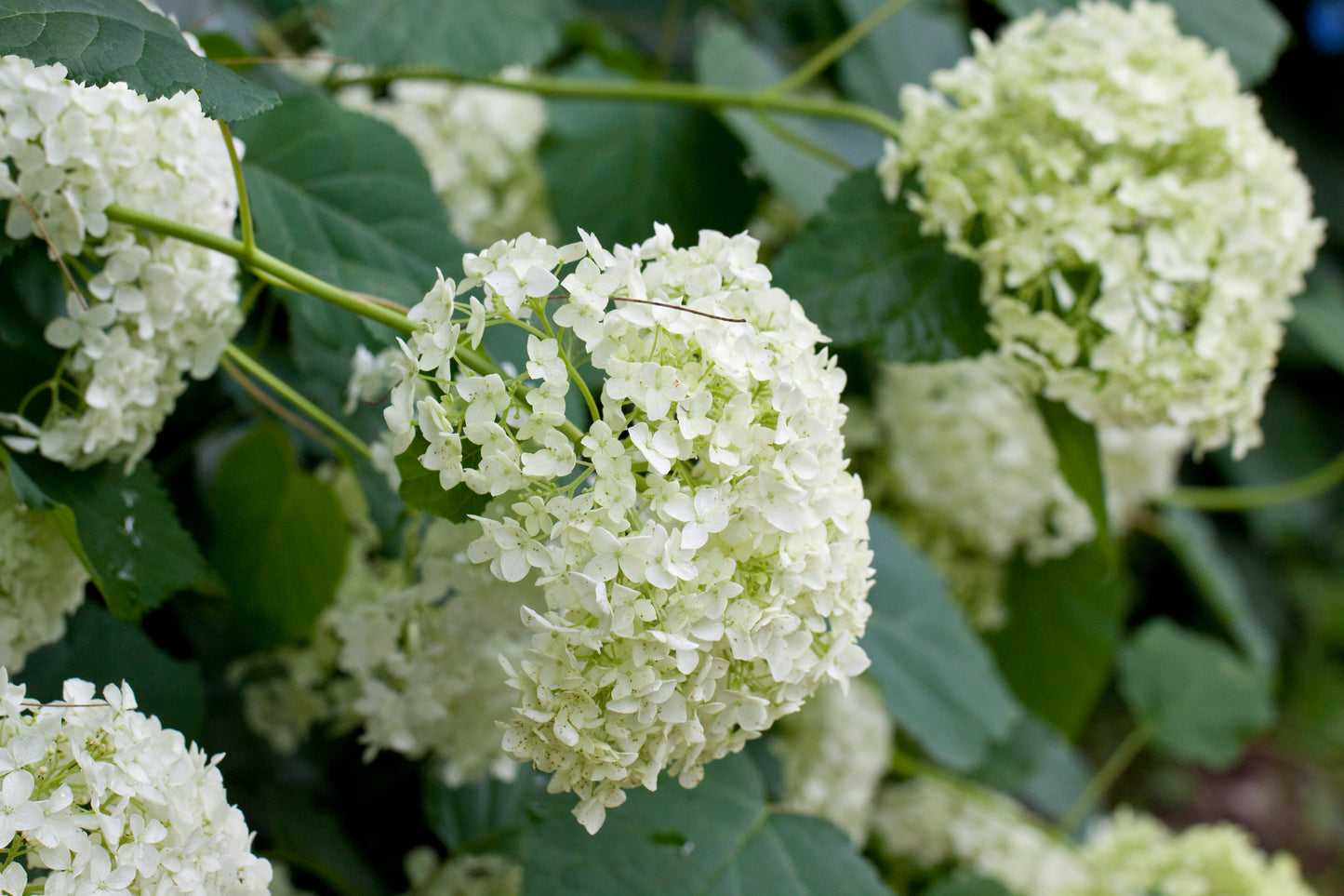 Annabelle Hydrangea | Hydrangea arborescens 'Annabelle'