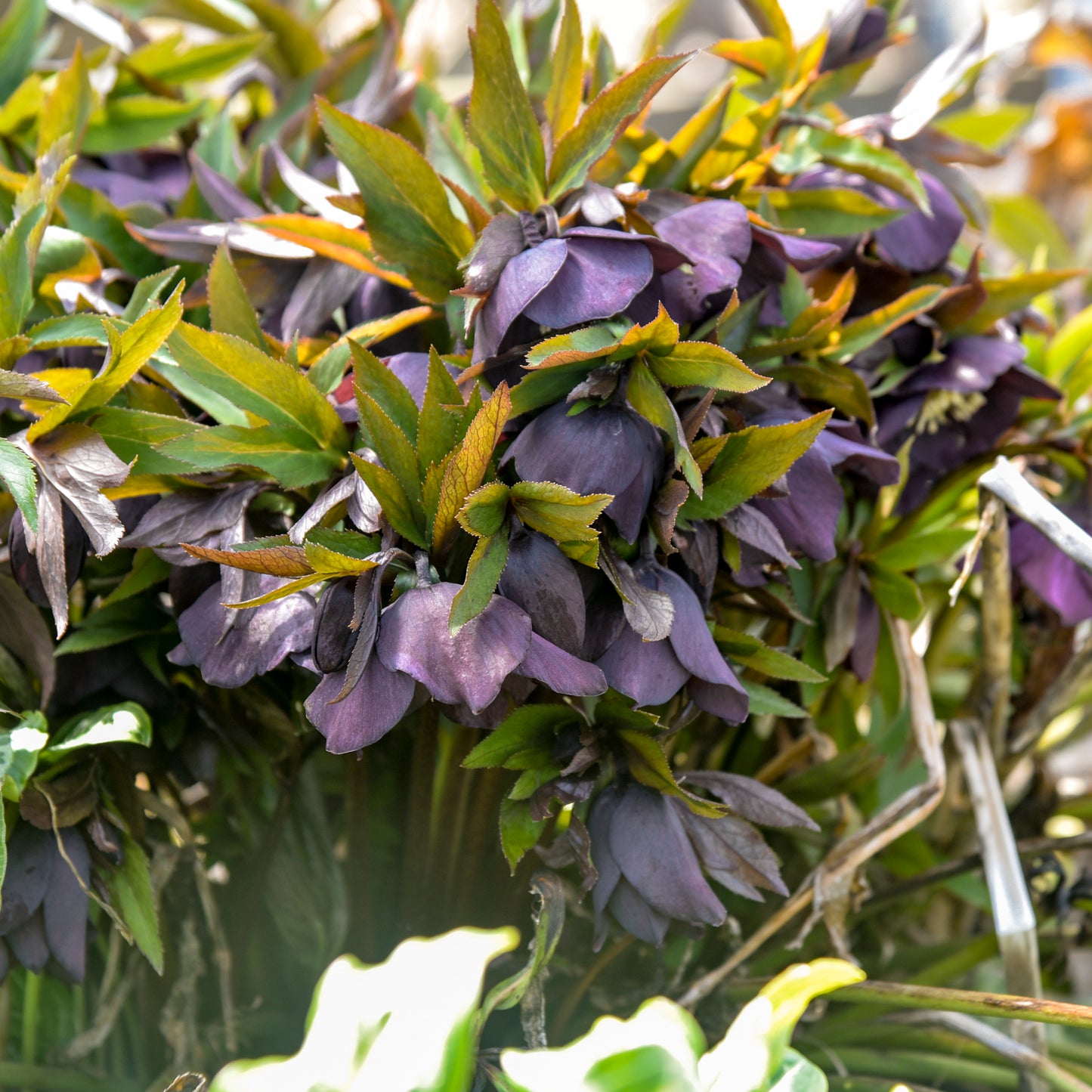 hellebore 'NY Nights' plant with blooms