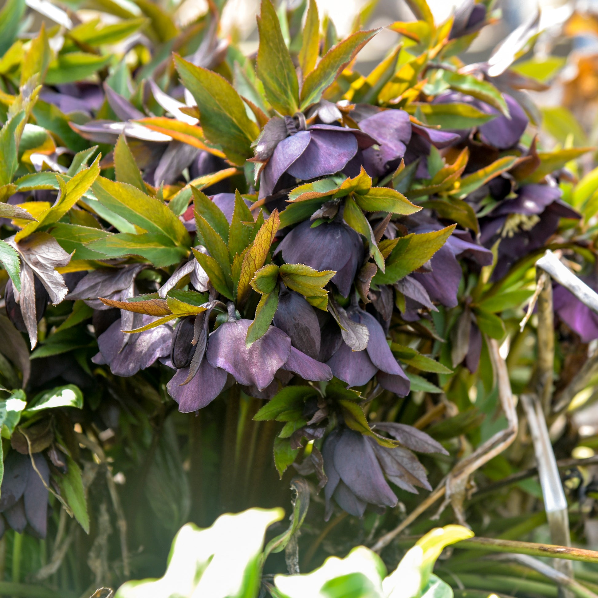 hellebore 'NY Nights' plant with blooms