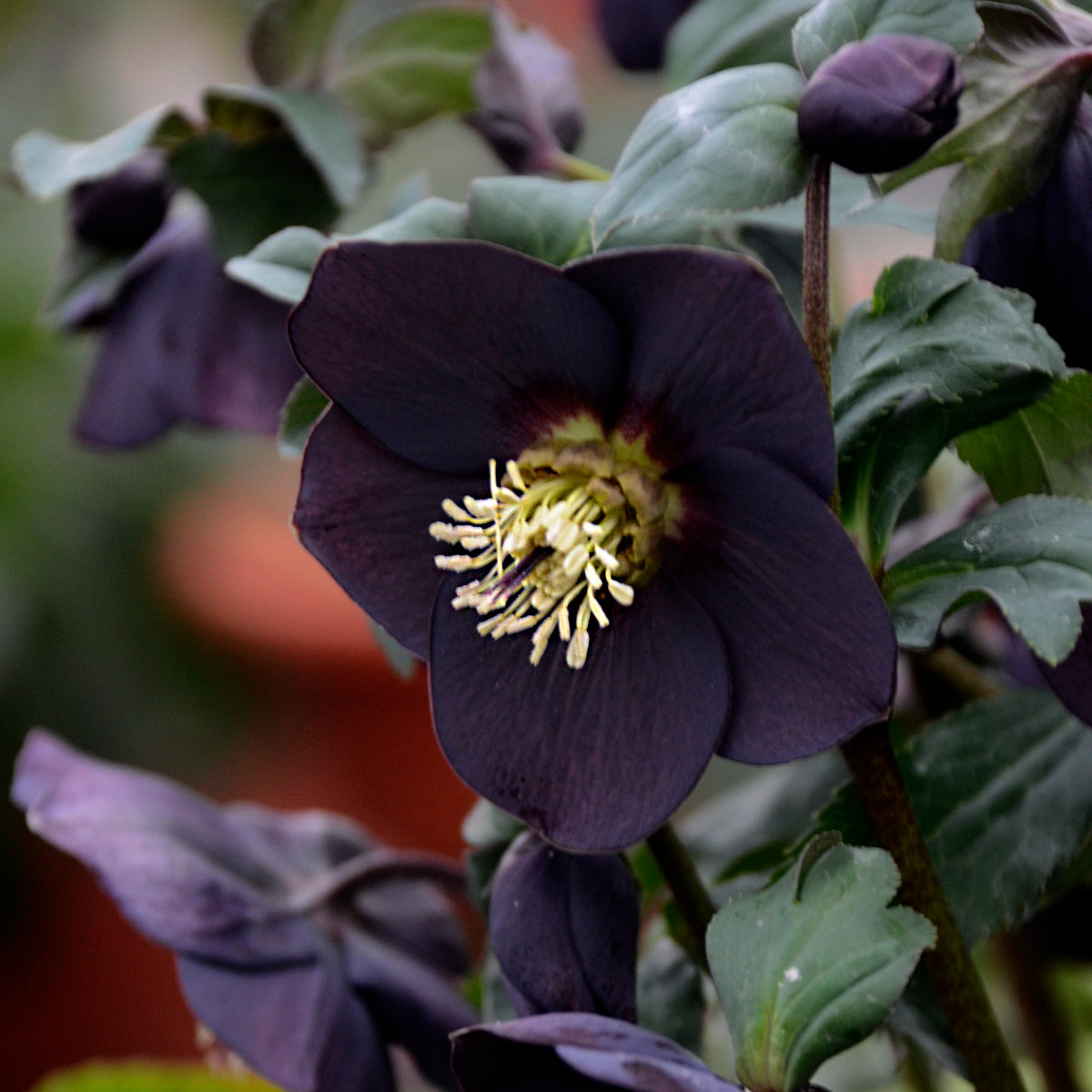 hellebore lenten rose bloom 'NY Nights'