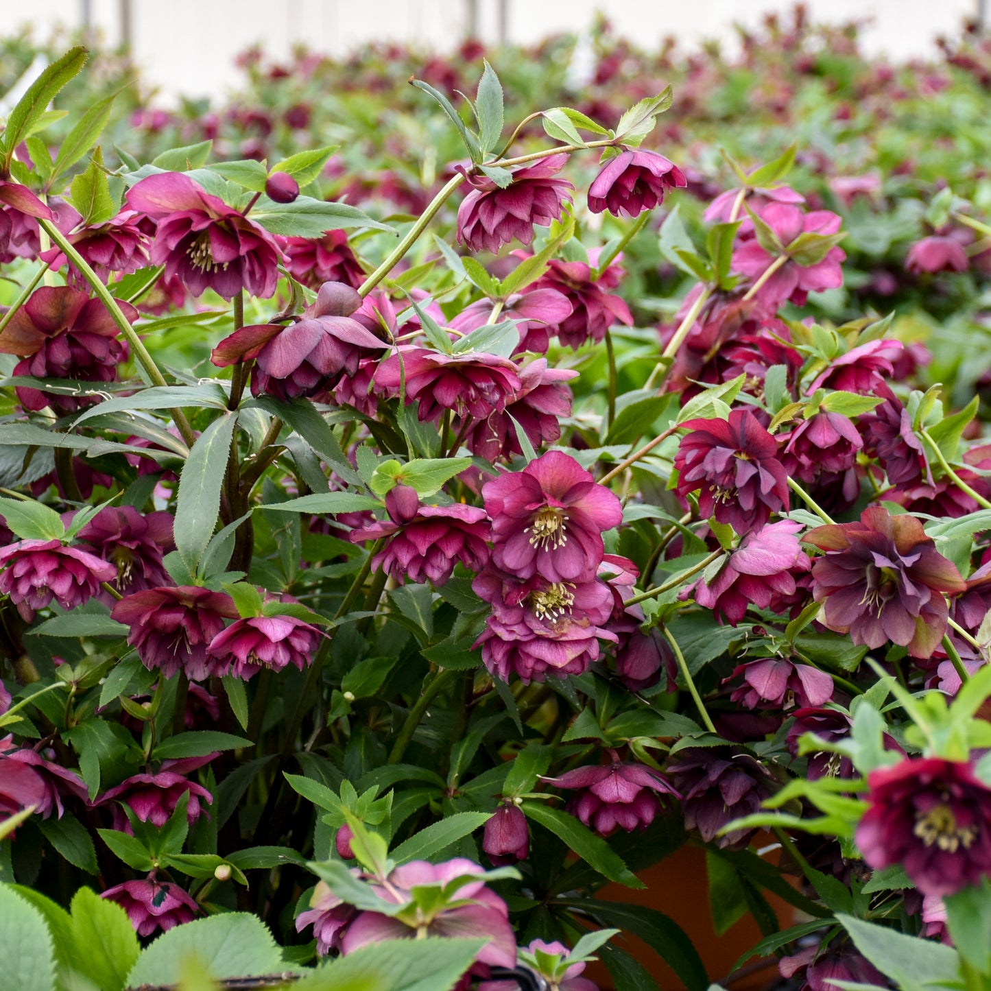 Lenten Rose, WEDDING PARTY® Series 'True Love' | Helleborus 'True Love'