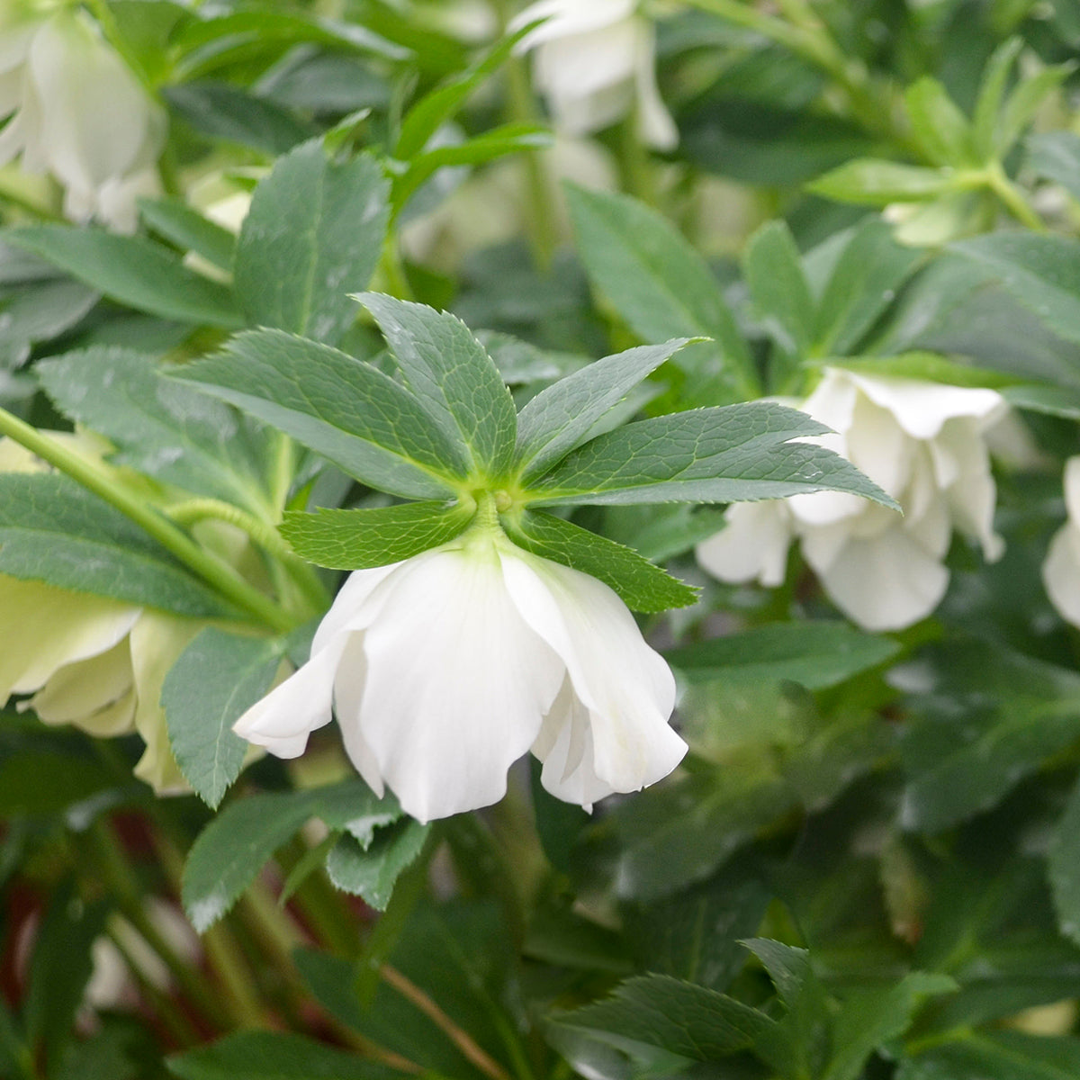 Lenten Rose, WEDDING PARTY® Series 'Wedding Bells' | Helleborus 'Wedding Bells'