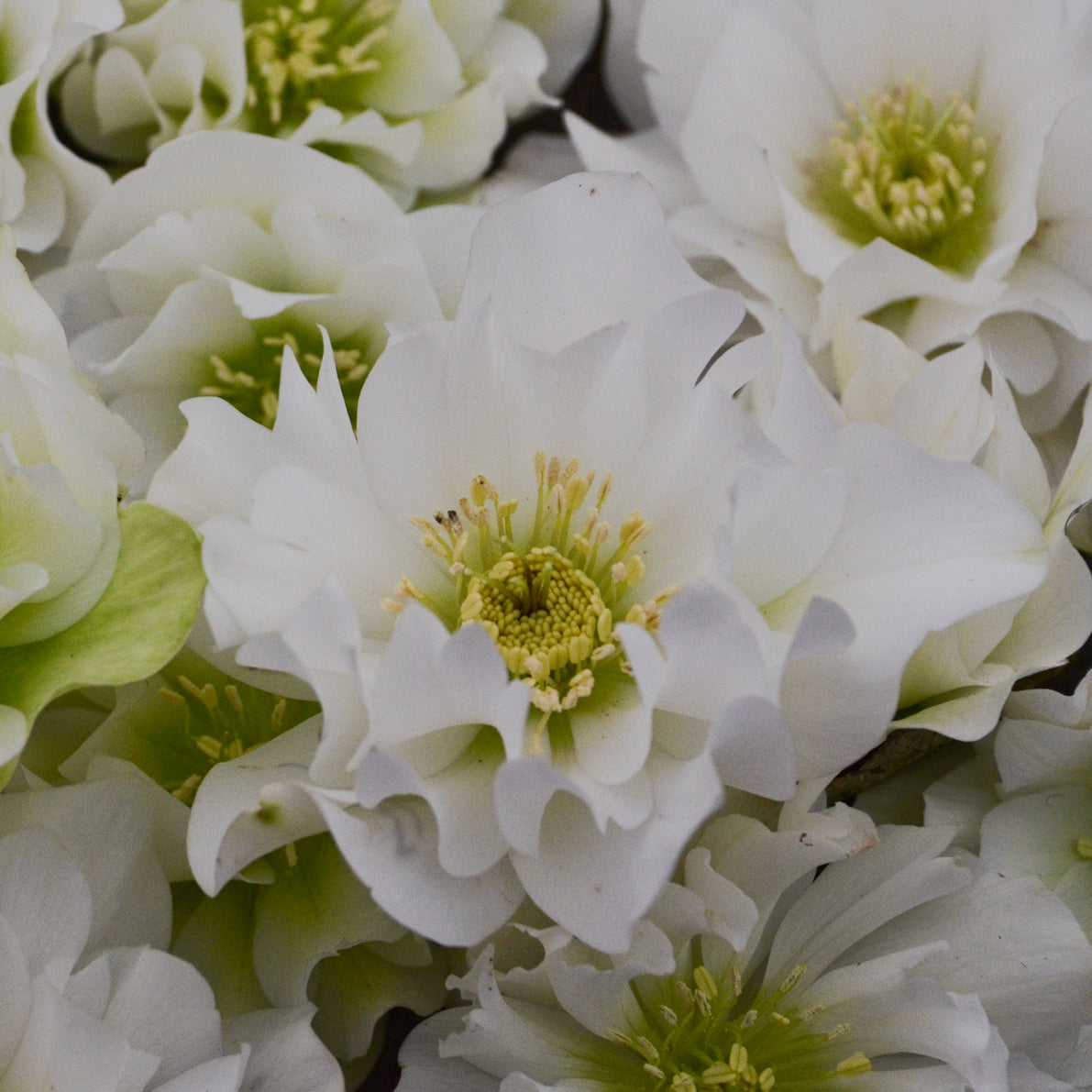 Lenten Rose, WEDDING PARTY® Series 'Wedding Bells' | Helleborus 'Wedding Bells'