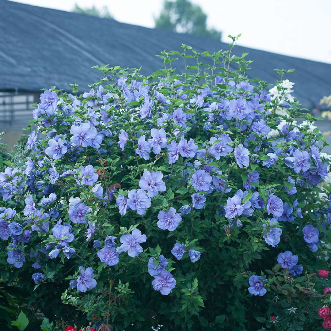 Proven Winners Blue CHIFFON® Rose of Sharon | Hibiscus syriacus 'Notwoodthree'