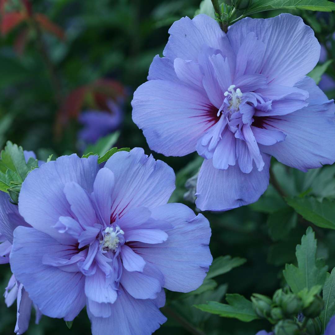 Proven Winners Blue CHIFFON® Rose of Sharon | Hibiscus syriacus 'Notwoodthree'