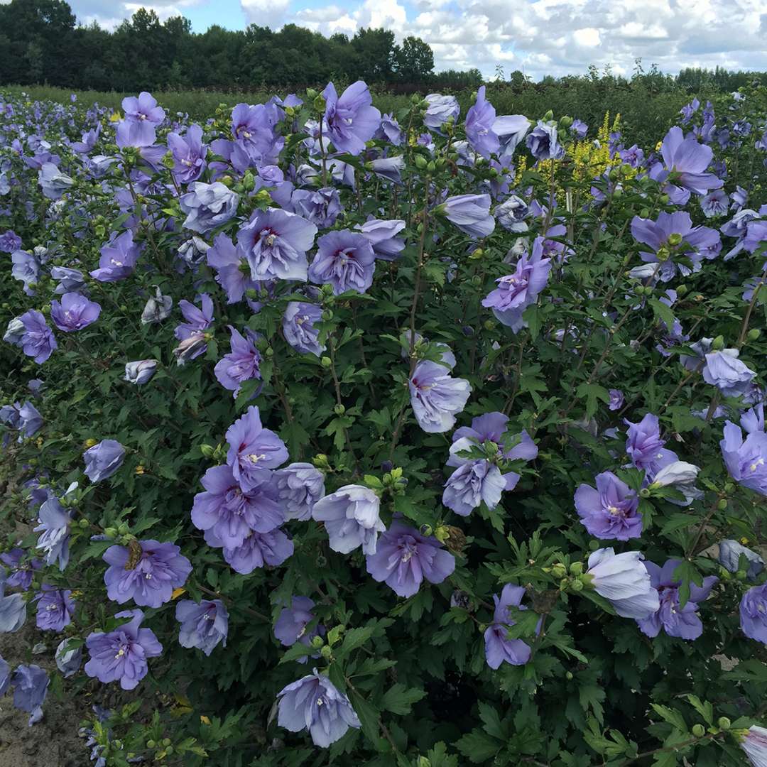 Proven Winners Blue CHIFFON® Rose of Sharon | Hibiscus syriacus 'Notwoodthree'